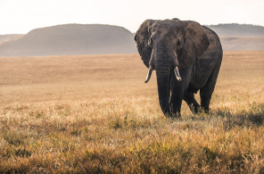 Слон шагающий по Африке