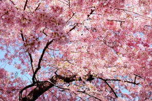 Сакура в обильном цвете