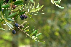 Оливковая ветвь крупным планом