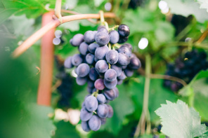 Свежая виноградная гроздь