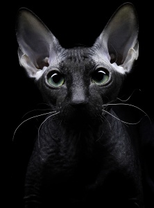 Черно-белое изображение лысой кошки, Сфинкс