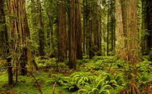 Лес в национальный парке Редвуд. США