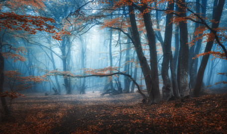 Загадочный туманный лес
