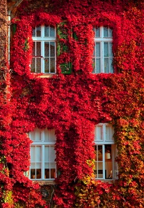 Вид на окна в красной листве