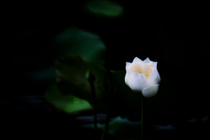 Белый цветок лотоса на темном фоне