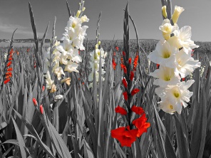 Белые и красные цветы на черно-белом пейзаже