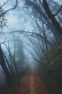 Осенняя тропа в тумане