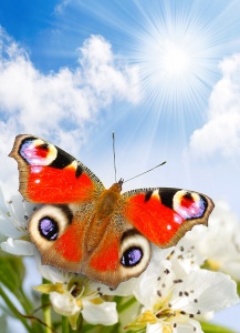 Красивое изображение бабочки крупным планом