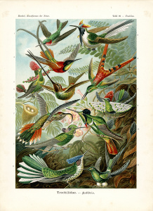 Гравюра с изображением колибри
