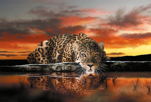 Леопард под покровом заката