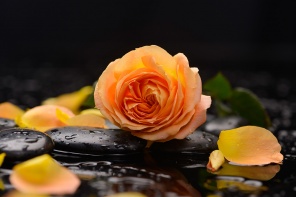 Натюрморт с оранжевой розой и черными камнями