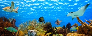 Панорама подводного мира