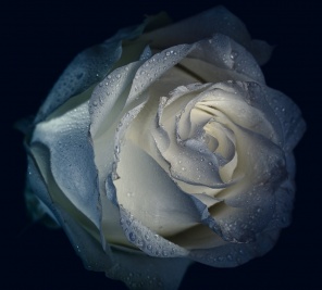 Тонированное изображение бутона розы с каплями воды