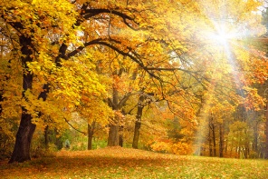 Золотая осень с солнечными лучами