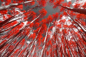 Красная листва деревьев
