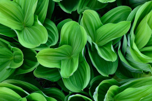 3D пол Сочные зелёные листья