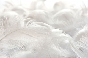 Белые невесомые перья
