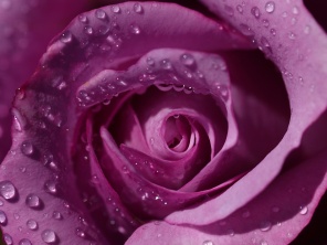 Пурпурно-розовая роза