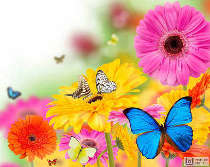 Бабочки на разноцветных герберах