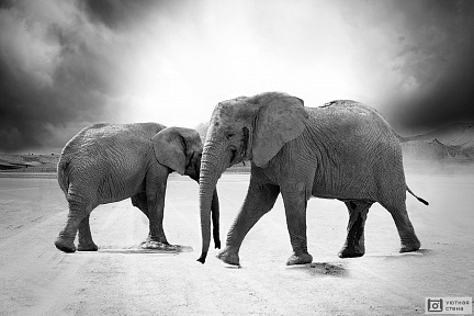 Пара слонов в Африке