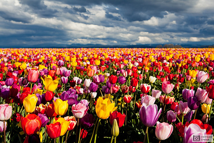 Поле с разноцветными тюльпанами