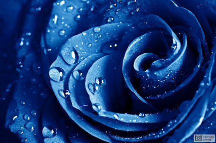 Красивая голубая роза с каплями воды