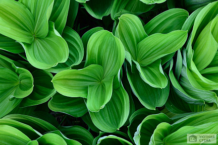 3D пол Сочные зелёные листья
