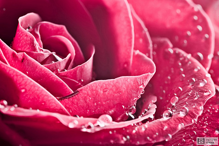 Розовая роза с каплями росы