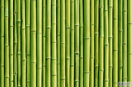 Фон из зеленого бамбука