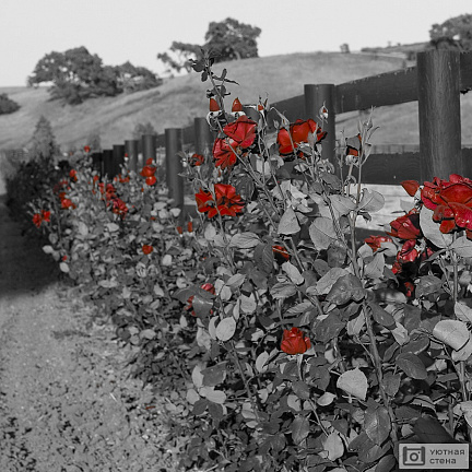 Забор из красных роз