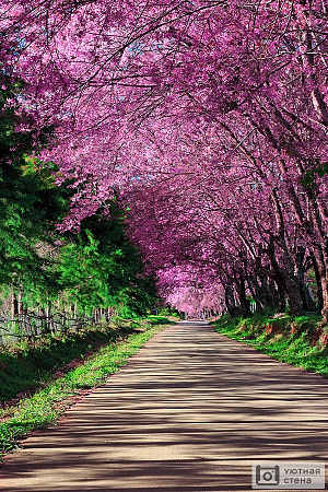 Дорожка в парке под деревьями сакуры