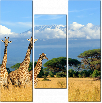 Жирафы в Килиманджаро