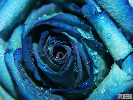 Бутон синей розы с каплями воды