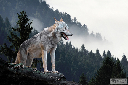 Волк среди деревьев на скале
