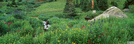 Колорадо, Ручей с альпийским цветами