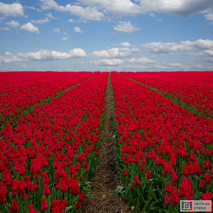 Бескрайнее поле с красными тюльпанами