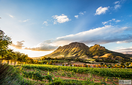 Виноградники в Кейптауне