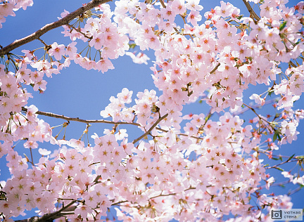 Дерево цветущей сакуры