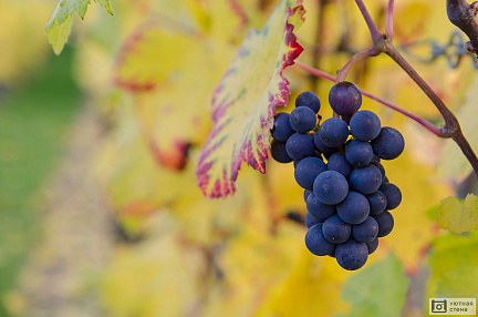 Темный виноград для вина