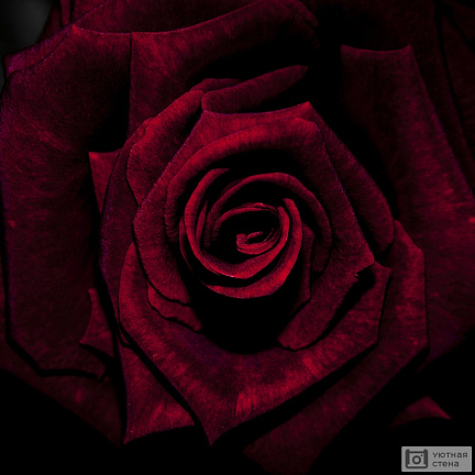 Бутон черной розы