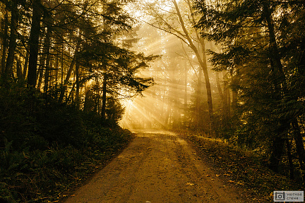Золотой свет в лесу