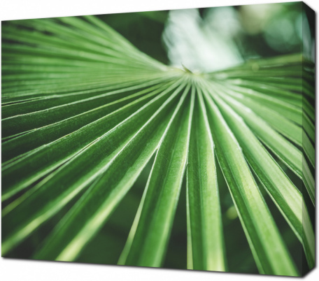 Листья тропической пальмы