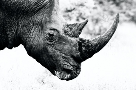 Грозный вид носорога