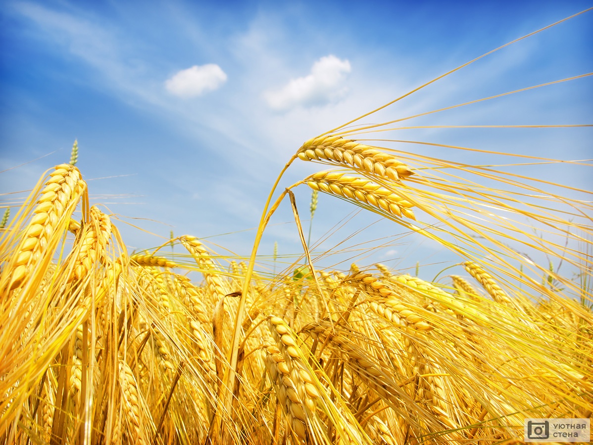 Поли жито. Пшеница. Поле пшеницы. Колосья пшеницы. Зерновые культуры.