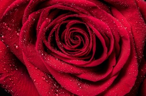 Бутон красной розы с каплями дождя