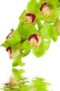 Зеленые орхидеи над водой