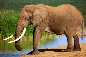 Красивый слон на берегу реки
