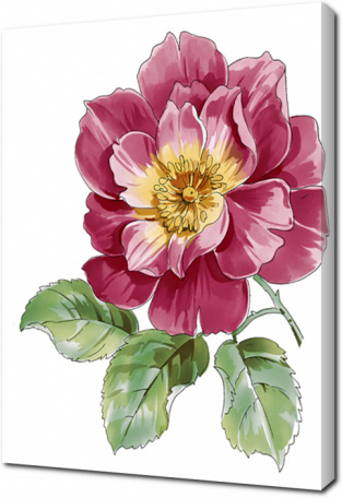 Акварельный рисунок с розовым цветком