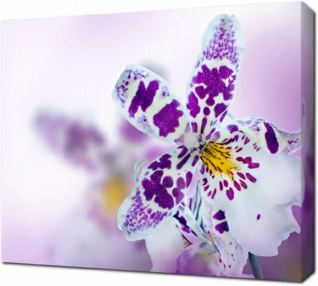 Бело-сиреневая орхидея