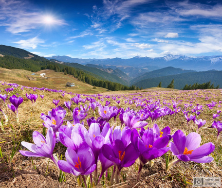 Цветение крокусов весной в горах